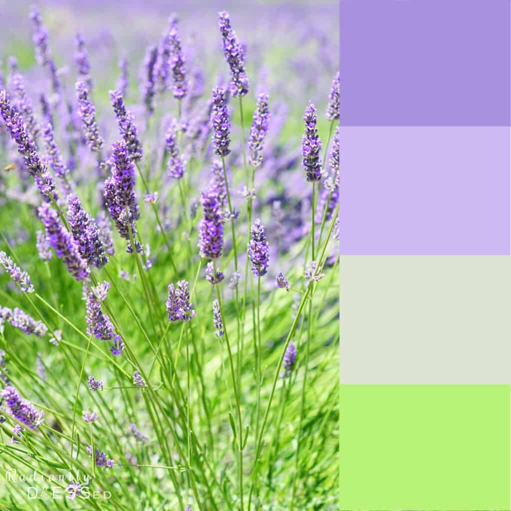 Lavender flowers colors.