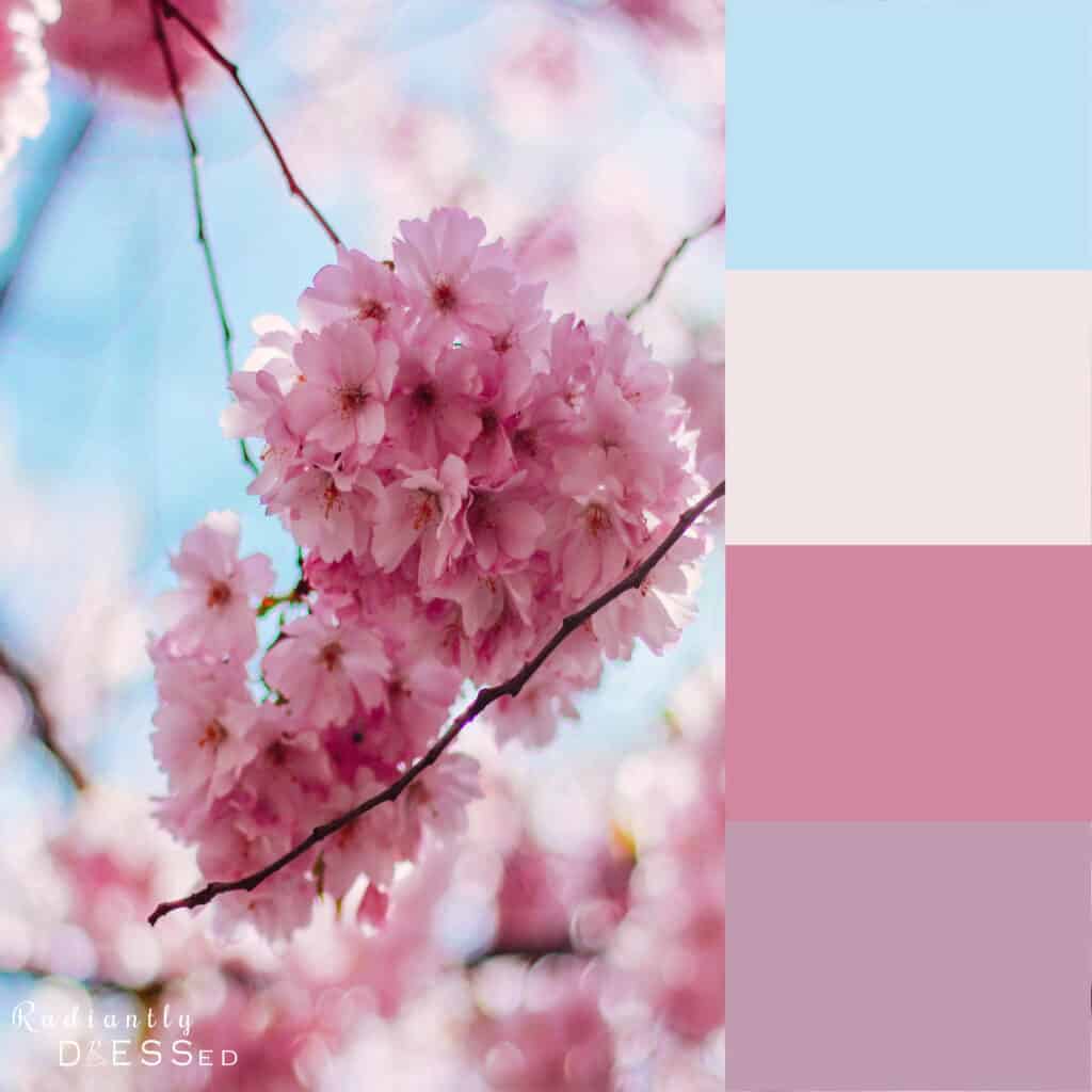 Cherry Blossom Colors