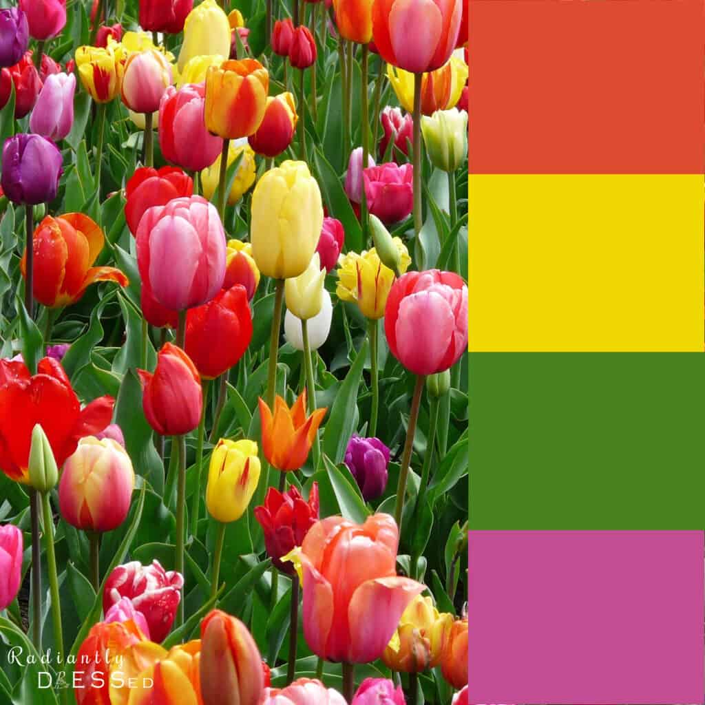 Bold tulip colors.
