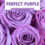 the perfect purple for every color season