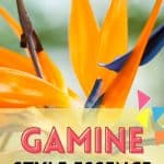 Gamine Style Essence Guide