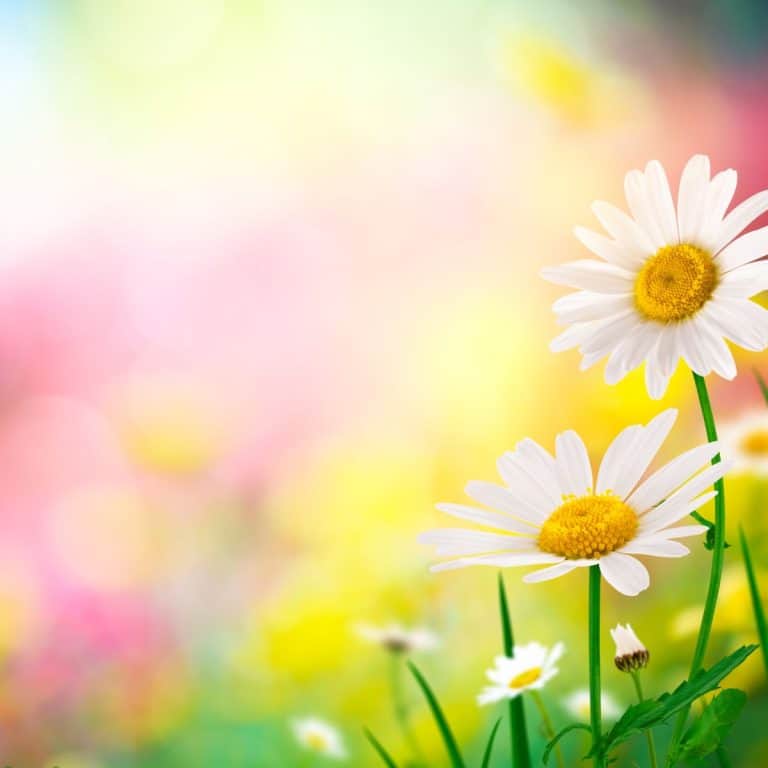 Color Analysis Spring Seasons: The ColorEssence Style System