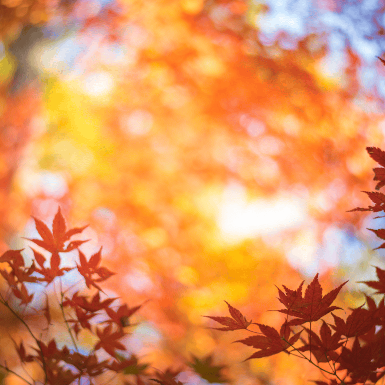 color analysis autumn seasons