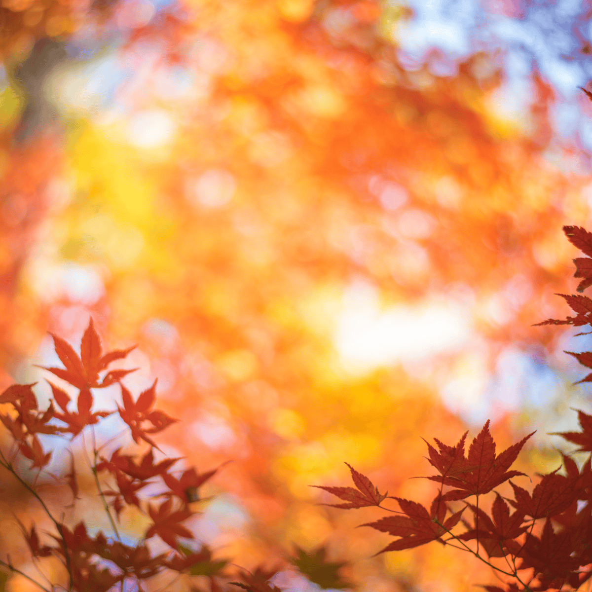 color analysis autumn seasons